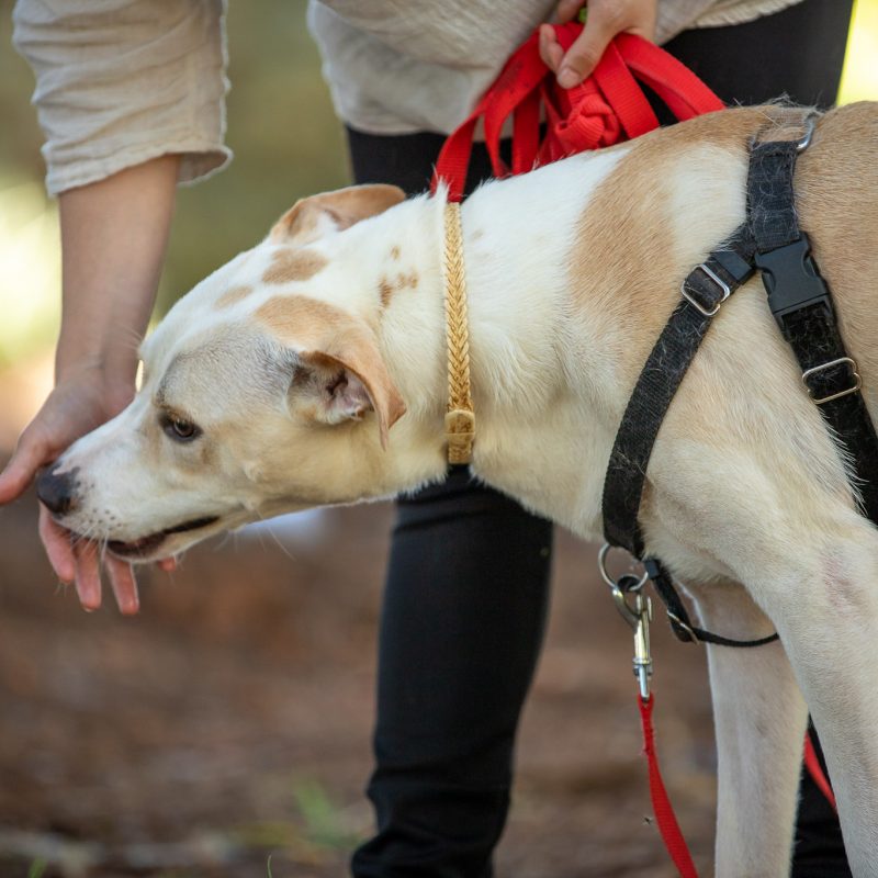 קורס "חמשת החושים"