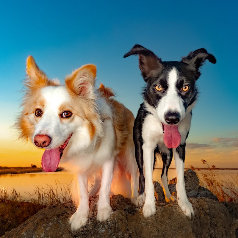 פנסיון אילוף